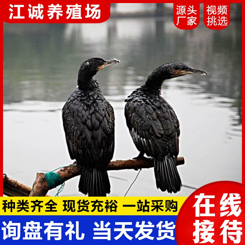 Ферма продает маленьких оспрейов круглый год. Проект ловли рыбы в мангровой местности. Опт цыплят оспрейа.