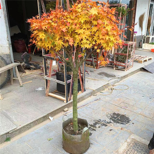 Red Maple Saplings Potted Maple Courtyard Garden Large Cold-Resistant Colorful Leaves Greening Landscape Tree Coral Pavilion Red Maple Saplings
