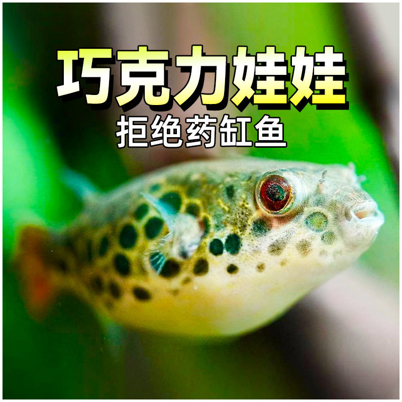 Chocolate Dollfish Ornamental Fish Freshwater Snail-Eating Fish Snail Removal Tool Fish Fry Submarine Tropical Small Pufferfish Chicken-Baited Fish