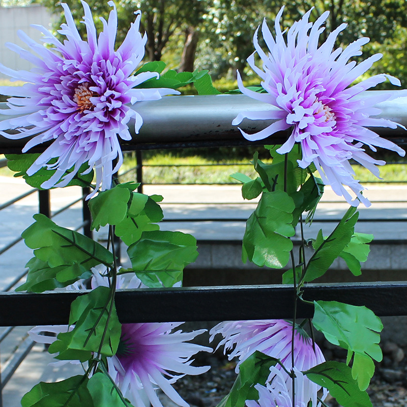 Purple, 2.4meter
