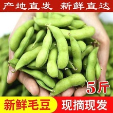 【产地直发】新鲜毛豆带壳生青豆当季蔬菜生豆子豆荚毛豆新鲜大豆