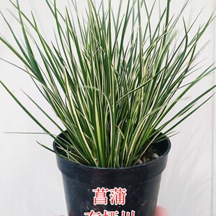 ϡ�н�߅���Ѳ��З���ˮ���Ϙ�������ζ΢���辰�~���쾰�҃Ⱥ��B