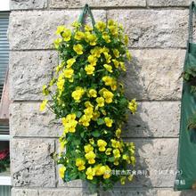 ���ܑҒ�����wֲ������ֲ����ֱ����Gֲ�@ˇ����ݮ�Nֲ��