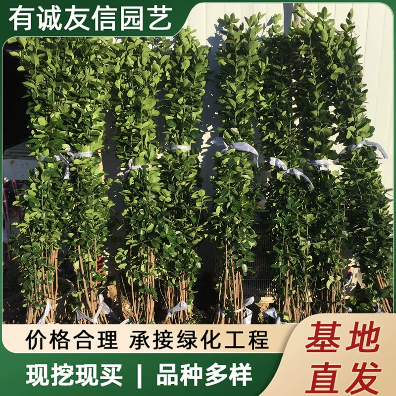 Саженцы самшита Хоккайдо, растения для настенного забора, вечнозеленые и морозостойкие саженцы для внутреннего двора, саженцы крупнолистной дикой пихты.