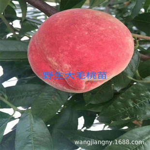 ˮ�����Ҙ����޽ӵ�����Ʒ�N�Ҙ����Ϸ������Nֲ�����ش�����