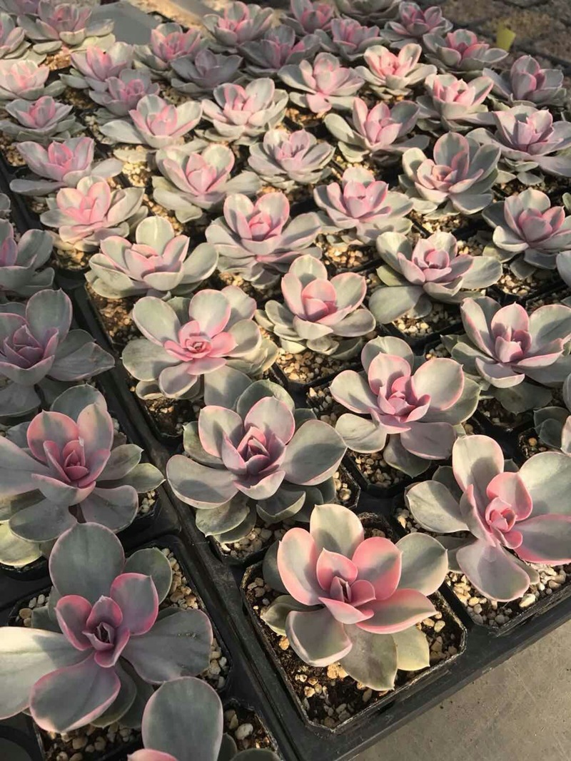 mmexport1512528648796