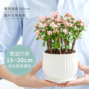 Golden Branches and Jade Leaves Potted Succulent Plant Combination New Style Hot Pot Easy to Grow Florals Succulent Old Pile Yale Dance Florals