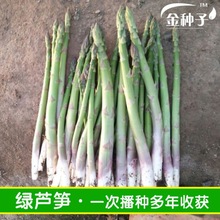 绿芦笋种籽芦笋种子四季植蔬菜种籽种苗正品抗热耐寒蔬菜种子