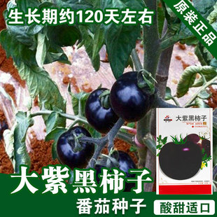 �ڷ��ѷN�ӷ����Ѻ����t���N�����t�����߲˷N�����l�˷N���Ѳ˷N