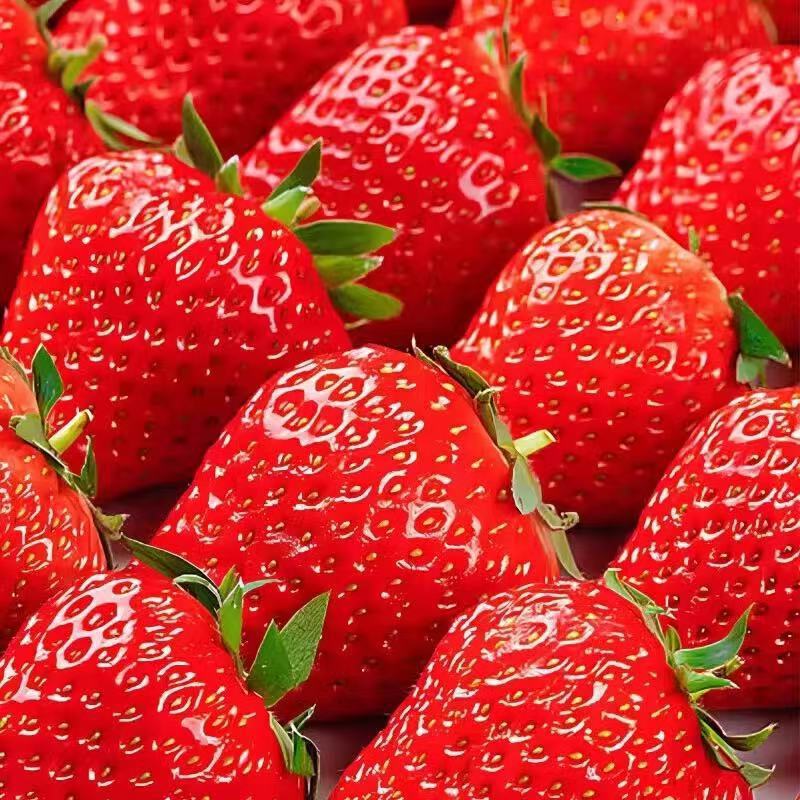 Fresh Fruit Line: Fresh Strawberries from Daliangshan, Creamy 99 Strawberry Milk, Freshly Picked Fresh Fruits, Whole Box