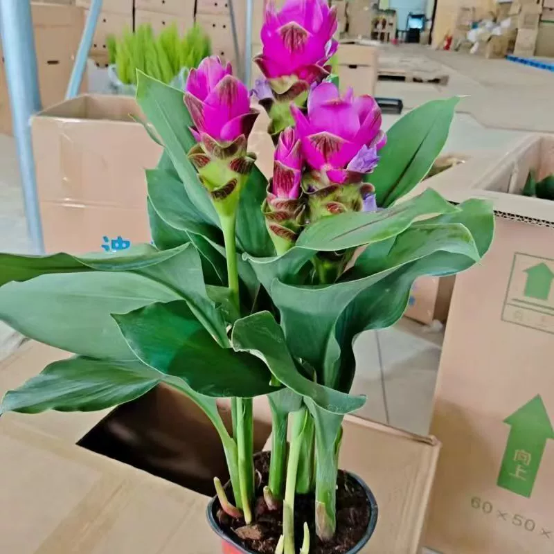 Комнатные и уличные горшки для балкона и внутреннего двора с бутонами, цветами имбирного лотоса, простые в уходе и удобные для жизни с цветами, отправленные в Россию.