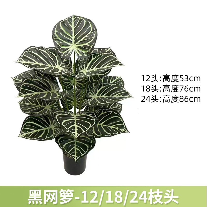 黑网箩 / 12叶高约63cm【不带黑盆】