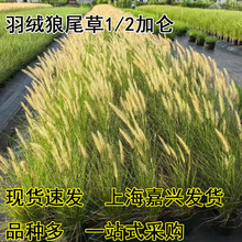 羽绒狼尾草盆栽多年生耐寒耐热宿根观赏草中大型观赏草花穗时间长