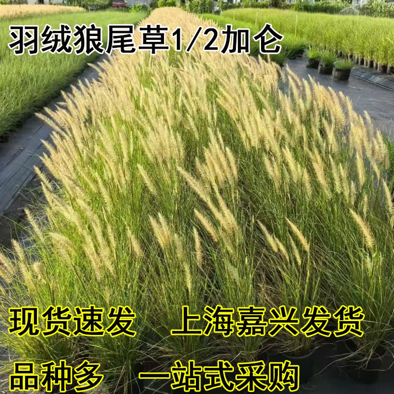 羽绒狼尾草盆栽多年生耐寒耐热宿根观赏草中大型观赏草花穗时间长
