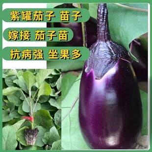 ţ��������޽��������Ϲ��������ϟ���������