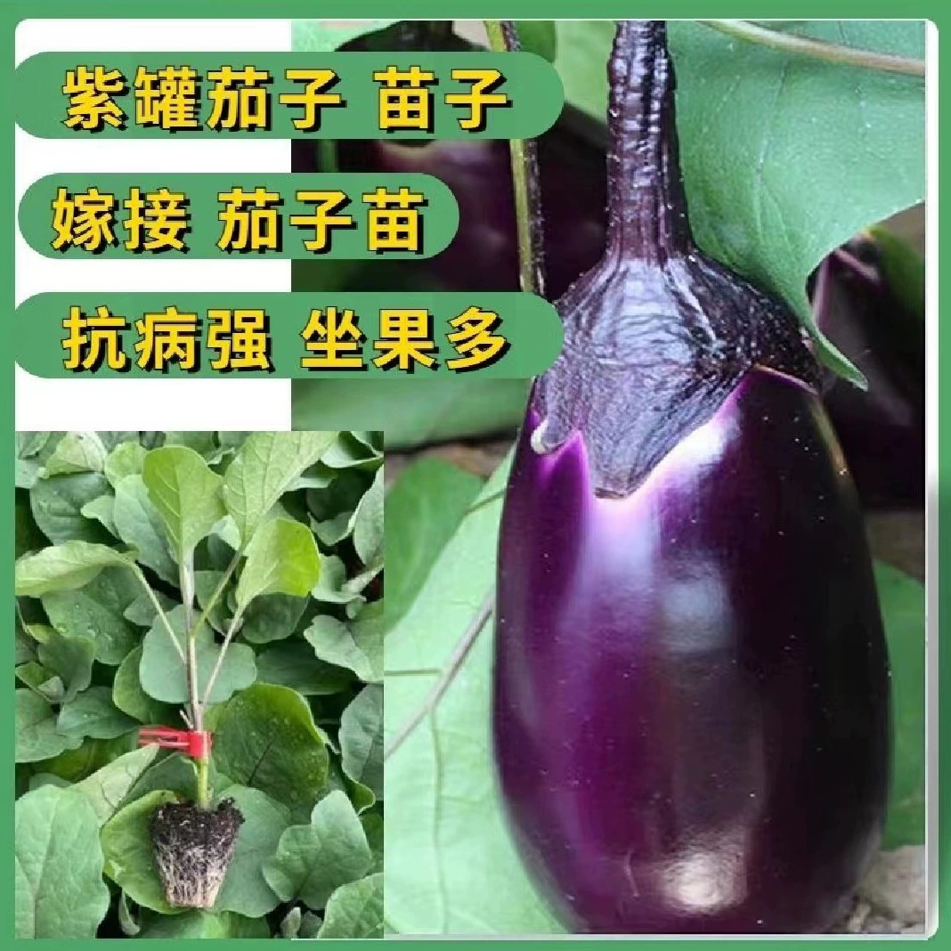 Саженцы баклажана привиты саженцы баклажана Фиолетовая банка саженцы баклажана Фиолетовая луковица саженцы баклажана