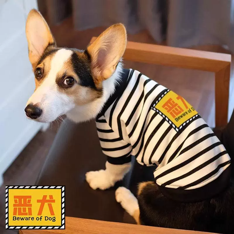 Домашняя собака одежда собаки весной и осенью