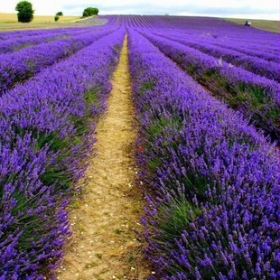 ���_��˹޹�²ݷN�� �ļ��׷N���ͥԺ�̨���ԾGֲ��ݻ��ܷN��