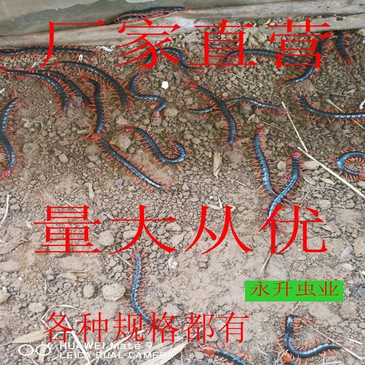 IMG_20190930_125002_副本