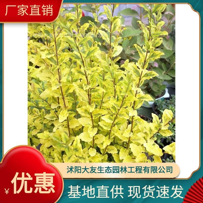 Яркая база Privet Оптовая продажа Сорта самостоятельного производства Полные живописные Ландшафтные инженерные озеленение рассады