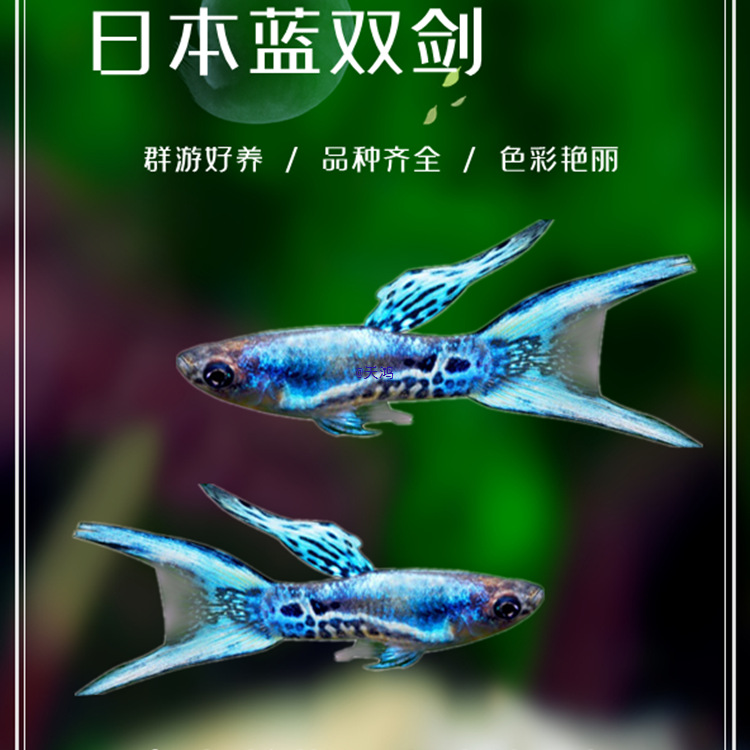 日本蓝双剑安格拉斯孔雀鱼凤尾鱼热带鱼观赏鱼宠物淡水活体