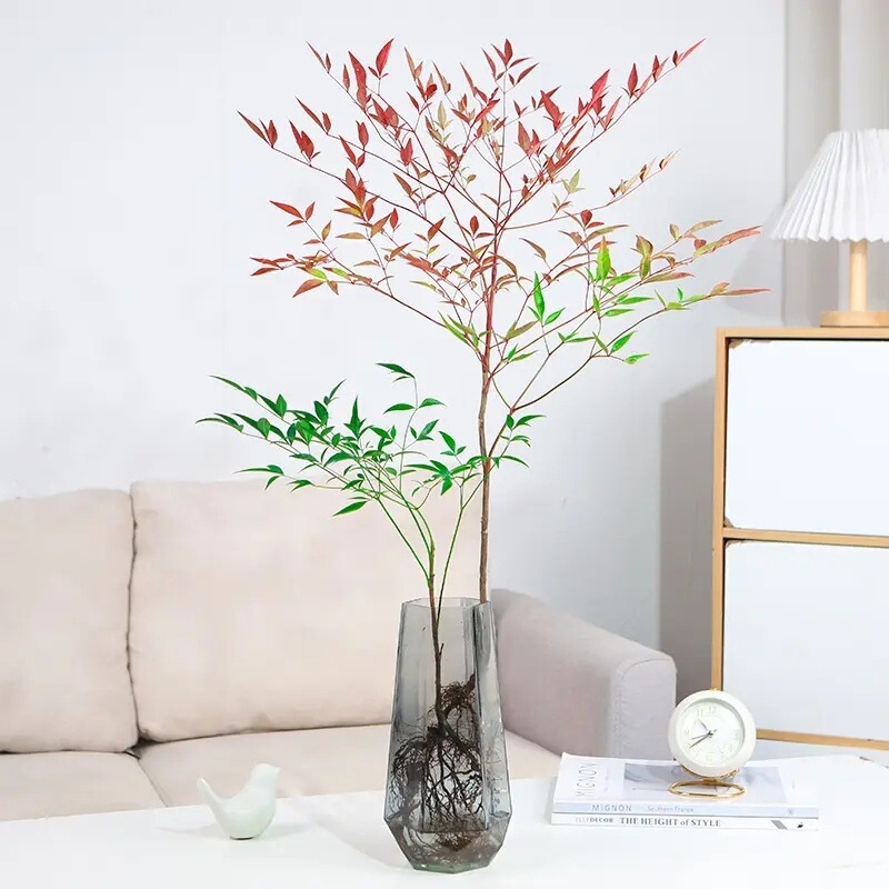 Nandina hydroponic plant, real saplings, potted plants for the living room, easy to care for, flame nandina, green plants for indoor spaces, various sizes, forest style