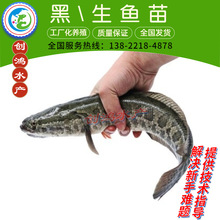 新苗 优质黑鱼鱼苗 生鱼苗 杂交黑鱼苗 观赏鱼  放生鱼供应