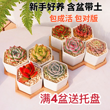 多肉植物带盆组合盆栽好养活绿植办公室桌面高端盆栽四季种植名贵