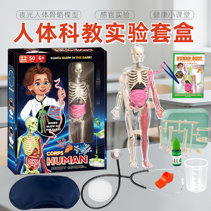 跨境人体骨骼模型玩具套装儿童人体科教实验拼装躯体结构益智玩具|undefined