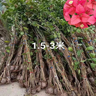�Ĵ����e����÷ ��1.5-3�������l�� �~�ӻ� ����÷�l�� �G����