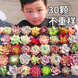 Succulent Plants, Indoor Small Potted Succulents, Easy to Grow, Fine Jade Dew, Large Old Piles, Classy Florals and Green Plants