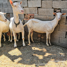 �P���_������Ʒ�N�Bֳ ��ɽ�����l�_����ɽ�����ĸ��