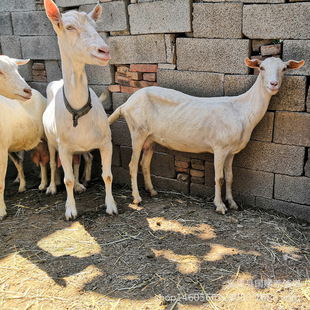 �P���_������Ʒ�N�Bֳ ��ɽ�����l�_����ɽ�����ĸ��