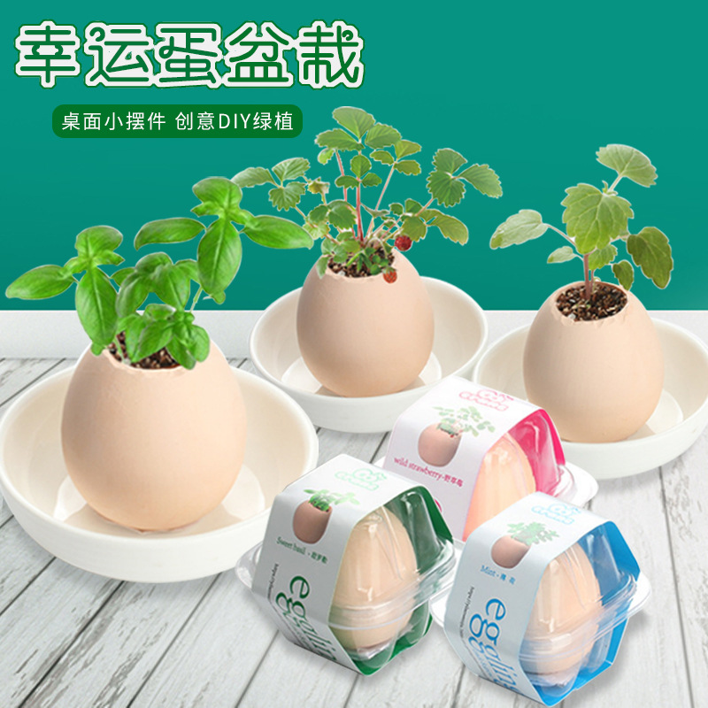 创意种植小盆栽幼儿园毕业礼物幸运蛋植栽学生奖品仿真鸡蛋壳植物