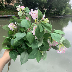 綠葉木繡球仿真植物仿真葉子 婚慶花手捧花繡球花綠葉配件批發