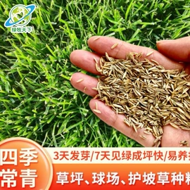 种子;草坪;草种子