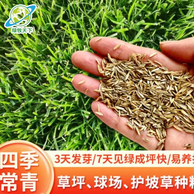 高羊茅黑麦草种子抗旱四季青种植畜牧饲草混播草籽绿化工程抗寒
