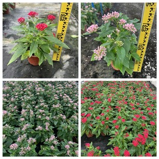 Five-Star Flower Potted Courtyard Outdoor Flowering Plant Starry Flower Seedlings with Buds Sun-Resistant and Easy to Maintain Landscaping Flowers