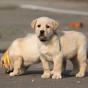 ���N����������Ȯ���w�̰�ɫ����äȮ�r�����AȮ�������ی��ﹷ