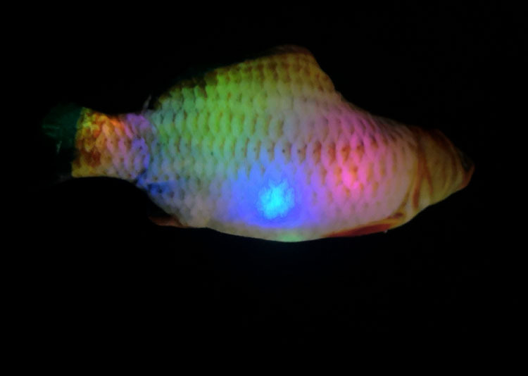 16125554865_1616626428 (1)