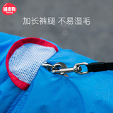 Золотая мао собака собака собака собака дождливая дождь