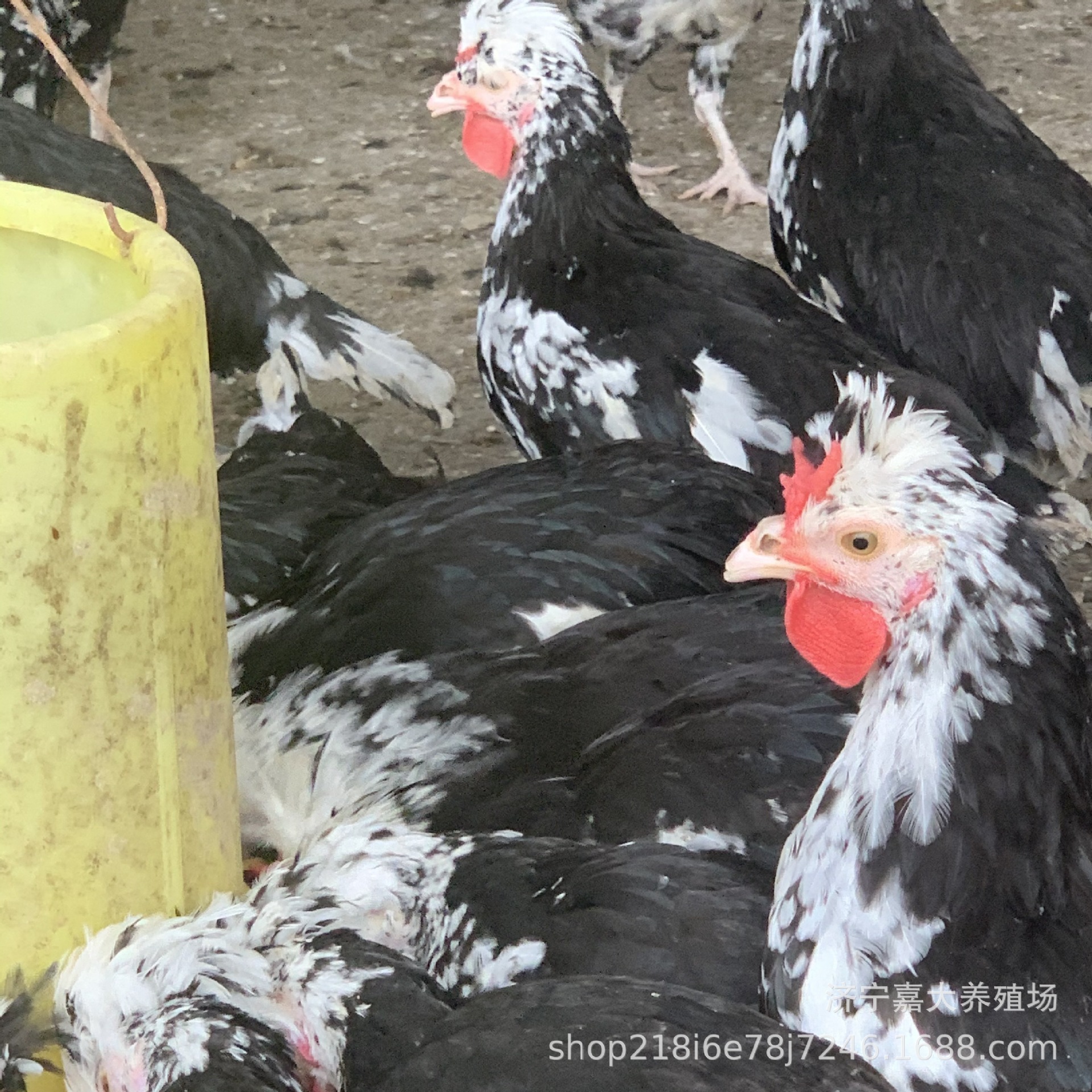 五黑鸡苗批发 绿壳蛋鸡苗 贵妃鸡价格 尼古拉火鸡苗 七彩山鸡出售