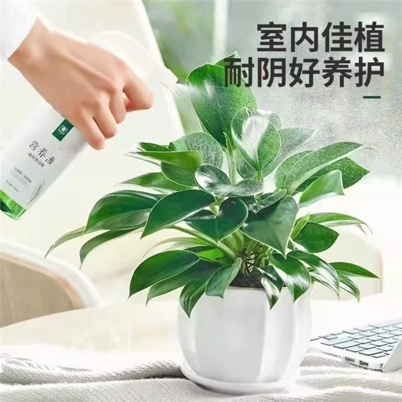 铂金钻盆栽绿萝箩花卉植物室内花水培绿植多肉好养发财树吸