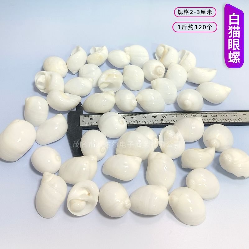貝殻と法螺貝 1～2cmをポンド単位で販売、貝殻と砂を混ぜて手作りのDIYテーブルを製作、ドリフトボトルを製作|undefined