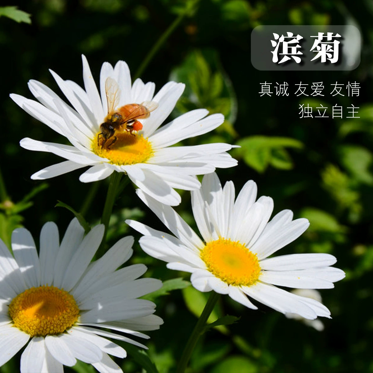 Прямые поставки с базы: семена французской хризантемы, легко выращиваемые в любое время года, семена хризантемы, семена хризантемы «бычий глаз», семена хризантемы «пляжная», семена хризантемы.