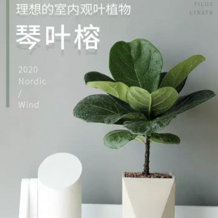 Fiddle Leaf Fig Potted Indoor Large-Leaf Plant for Living Room and Office, Easy to Care For, Nordic Flower That Absorbs Formaldehyde in All Seasons