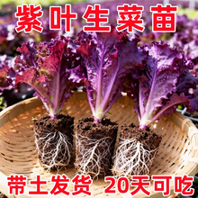 �������_ɯ���~��ȸ�������_�R���������펧����t���Y��ֱ�����l