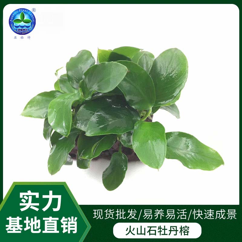 Volcanic stone peony banyan lazy artificial scenery water grass is…