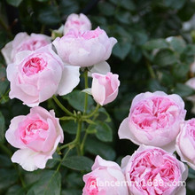 �W���¼������Ի���ֲ���ļ��_����ľ����Gֲ��֭�̨õ�廨С��