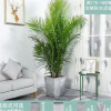 King Coconut Potted Plants Bonsai Bonsai Bonsai Hawaiian Sanwei Kwai Room Living Room Living Room Office Large Plants